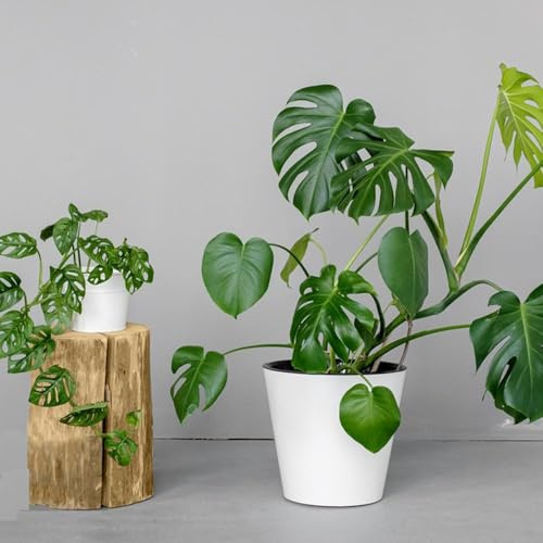 10 piezas semillas resistentes de monstera de jardín semillas resistentes al invierno para contenedores, perennes,