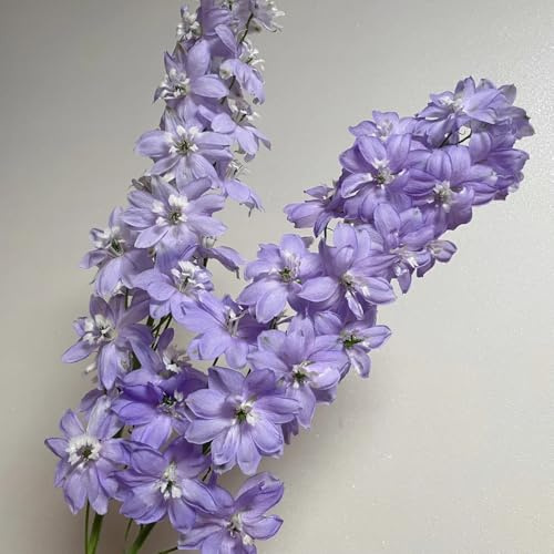 rittersporn winterhart mehrjährig, hochbeet bio, für garten, 20samen