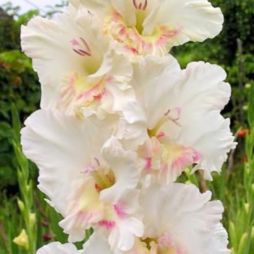 Gladiolus Plant Gladiolus Bulbs UK(Plant Bulbs,Wedding Flowers)-15bulbs-d