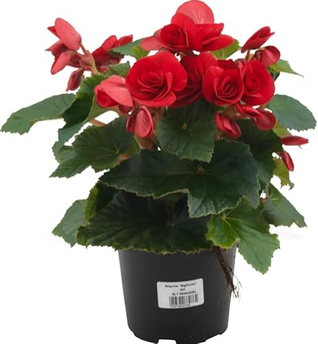 Begonia Elatior Natural Floración Intensa y Planta Viva Ideal para Balcones Protegidos