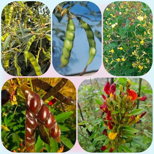 Semillas de frijol arbustivo, variedades antiguas semillas de verano semillas de invierno raras 80pcs