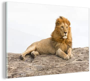 MuchoWow Glasbild Glasfoto Wandbild Bilder Deko 150x100 cm Löwe - Felsen - Wild