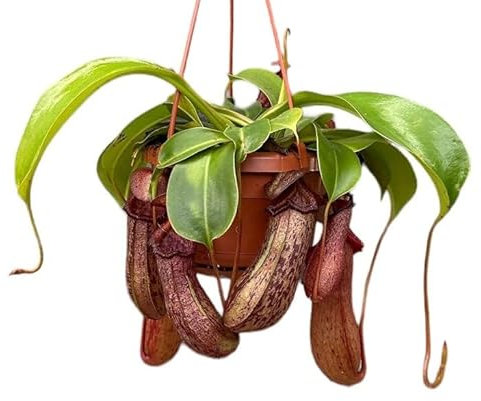 Planta Carnívora Grande Copas de Mono o Nepenthes