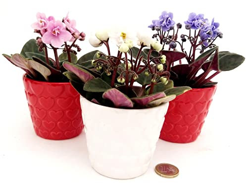 POWERS TO FLOWERS - SAINTPAULIA MICRO TRIS IN VASO CERAMICA CUORI, IDEALE PER SCRIVANIA, VASO 5,5CM, VIOLETTA AFRICANA, pianta vera