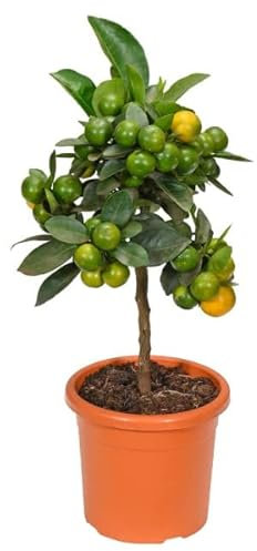 Naranjo Mini Natural Árbol Frutal de Interior