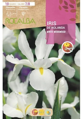 Iris de Holanda, Envase de 10 Bulbos, Calibre 7/8
