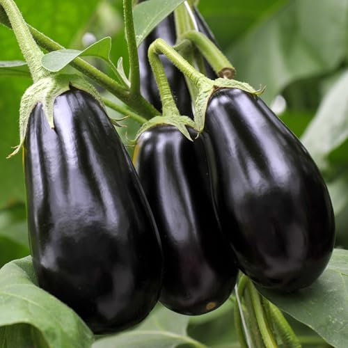 PREMIER SEEDS DIRECT - Aubergine - Egg Plant - Black Beauty - 2 Grams