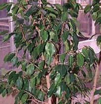 Pacchetto semi: 12 semi di pianto ficus D4509 (Ficus benjamina)