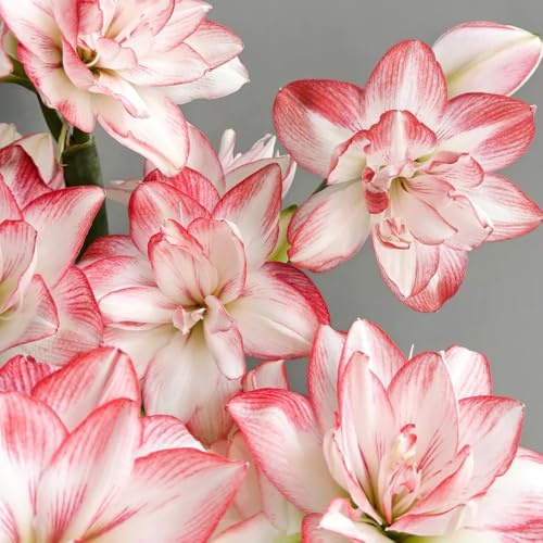 5bulbi di amarillide, copertura del terreno, perenne, comprare amarillide, mini giardino da sono perenni, resistenti