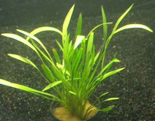 3 Bunde Echinodorus Tenellus, grasartige Pflanze