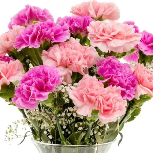 Sendabunch Pastel Friendship Carnation Bouquet, 20 Fresh Stems | Hand-Arranged Spray Carnations with Seasonal Greenery & Gift a Card
