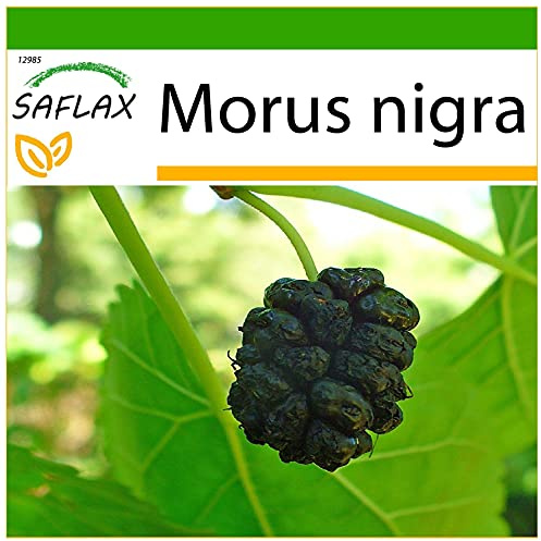 SAFLAX - Svart Mullbärsträd - 200 Frön - Med pottsubstrat för bättre odling - Morus nigra