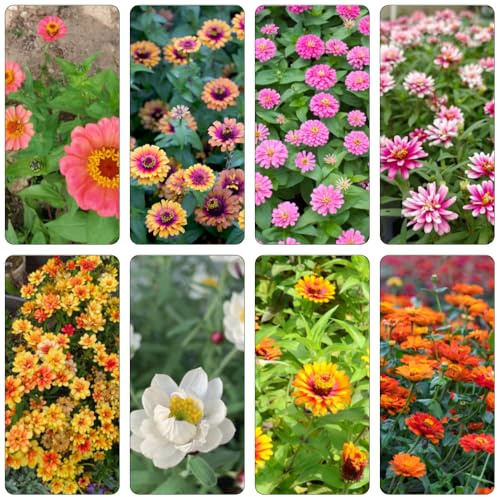 ziniensamen schnittblumen exotische zimmerpflanzen schmetterlingsflieder sommerblumen wohnzimmer deko steingartenpflanzen gartenkräuter indoor kräutergarten garten hochbeet 800samen