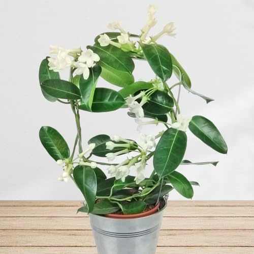 Madagaskar Jasmin - Stephanotis Zimmerpflanze mit weißen Blüten | Herrlich duftende immergrüne Pflanze inklusive Übertopf und Grußkarte