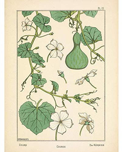 Verneuil Ornamental Gourd Squash Plant Design Large Wall Art Poster Print Thick Paper 18X24 Inch