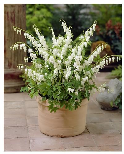 Stauden Gänge 1 x Dicentra spectabilis 'Alba' (Stauden/Staude/Mehrjährig/Winterhart) Weißes Tränendes Herz - Märchenhafte Schönheit für den Frühlingsgarten - Seltenheit - Rarität