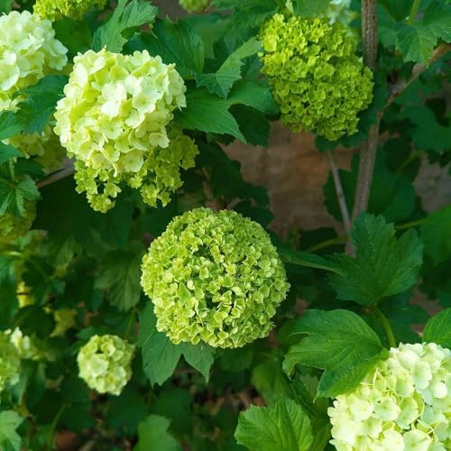 Semi di ortensia palla di neve, regali per gli amanti del giardino semi estivi da balcone decorazione del soggiorno copertura terreno decorazione 70pcs