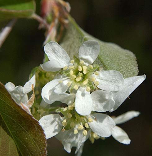 Säulen Felsenbirne 60-80cm - Amelanchier alnifolia - lebende Gartenpflanze aus den Baumschulen