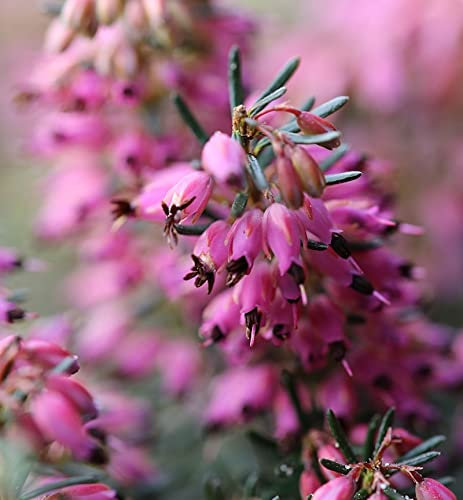10x Winterheide Lohses Rubin - Erica carnea - lebende Gartenpflanze aus den Baumschulen