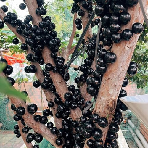 jabuticaba obstpflanzen kletterpflanze balkongewächshäuser zwergobstbäume topfpflanzen draußen winterhart säulenobstbäume steingartenpflanzen obstbäume kaufen baumsamen deko büro 45samen