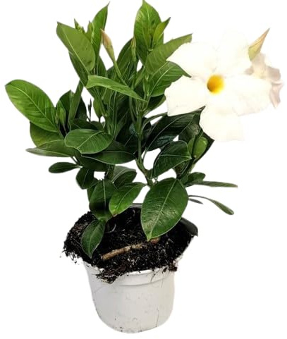 Dipladenia Blanca Natural Flores que Alegran tu Hogar