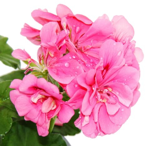 Géraniums suspendus - Pelargonium Peltatum - Pot de 12 cm - Lot de 3 plantes - Mélange de couleurs