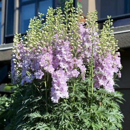 Semi di speronella - balcone, biologici rare resistenti, esterno perenni 1000pcs