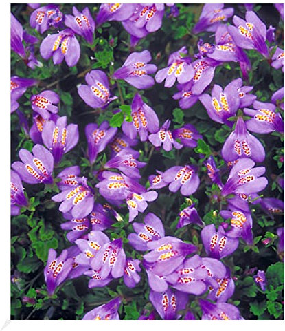 BALDUR Garten Winterharter Bodendecker 'Mazus Reptans', 3 Pflanzen Lippenmäulchen Himalaya Löwenmäulchen, winterharte Staude, mehrjährig, pflegeleicht, Wasserbedarf gering, blühend