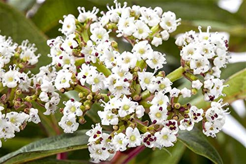 Kissenschneeball Viburnum davidii 30 cm Zierstrauch immergrün | Winterhart, schnittvertraeglich, ideal für Beet und Kübel, dekoratives Laub, sonnig bis halbschattig, bienenfreundlich