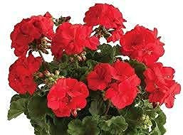Bedding Plants, Geranium 'Deep Scarlet', 40 x Full Plant Pack, Geranium Plants, Garden Flowers, Geraniums, Garden Ready, Ready to Plant Now, Premium Quality Plants