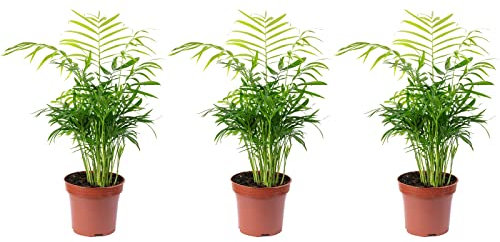 Set di 3 palmi di montagna – altezza ca. 35 cm, diametro vaso 12 cm – Chamaedorea elegans