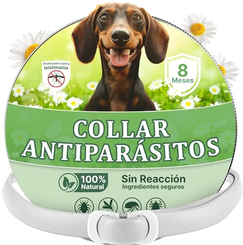 Collar Antipulgas Perros - Collar Antiparasitario Perros pequeños y Grande - Leishmaniosis (Mosquitos), Pulgas y Garrapatas - 8 Meses - 63cm Ajustable, Repelente 100% Natural, Impermeable
