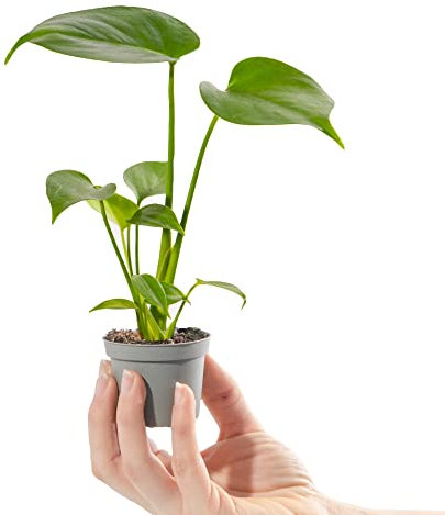 Baby Swiss Cheese Plant Monstera Deliciosa Small Indoor Houseplant in 6cm Pot | Miniature Plant with Heart-Shaped Leaves | for Home and Office | Grow Your Own Baby Plants