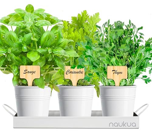 Kit Plantes Aromatiques - Potager Interieur - Mini Jardin Urbain Plantes Aromatiques et Culinaires (Thym, Coriandre et Sauge) Graines Bio d'Europe - Kit Culture Interieur pour vos Herbes Fraîches