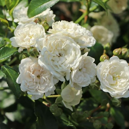 Carbeth Plants - White Rose Bush Crystal Fairy in 14cm Pot - Outdoor Rose Plant Summer Autumn Flowering Low Growing Groundcover - Garden Ready for Bedding, Containers or Borders