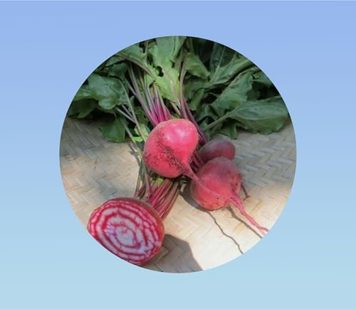 50 graines de betterave tonga di chioggia - légumes - jardin - potager