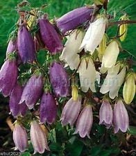 Campanula Punctata Bellflower [Ring Bells] White and Pink Flowers (100 Seeds) : Seeds Only