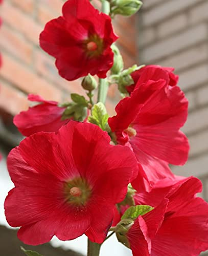 Seeds Red Double Hollyhock Seeds 30+ Seeds Alcea Rosea Double Red Mallow Tall Cottage Garden Flowers Perennial