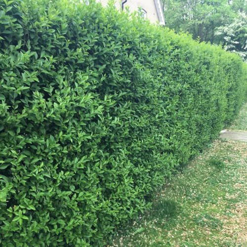 Ligustrum Vulgare 'Atrovirens' Robust Evergreen Privet Dense Green Foliage Ideal for Hedges 1X or 2X 9cm Pots by Thompson and Morgan