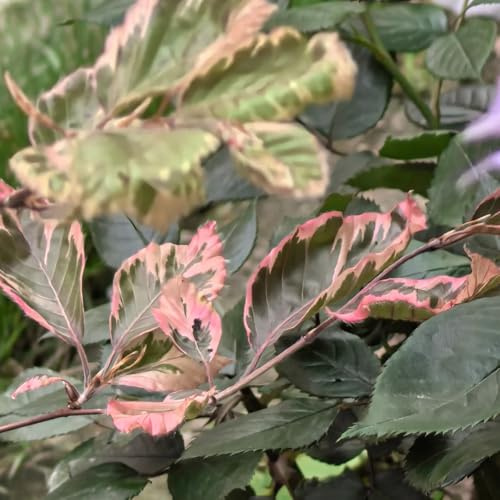 Semi di faggio europeo, Fagus sylvatica, rustiche per balconi da siepe Le sempreverdi sono resistenti perenni 50pcs