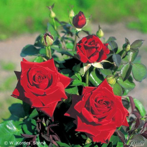 Edelrose Duftzauber 84 in dunkelrot - Duftrose winterhart - Rosen-Blüte in dunkelrot - Rose mittelstark duftend als wurzelnackte Rose in A-Qualität von Garten Schlüter - Pflanzen in Top Qualität