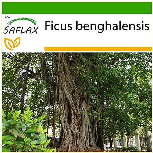 SAFLAX - Baniano - 20 semi - Con substrato - Ficus benghalensis