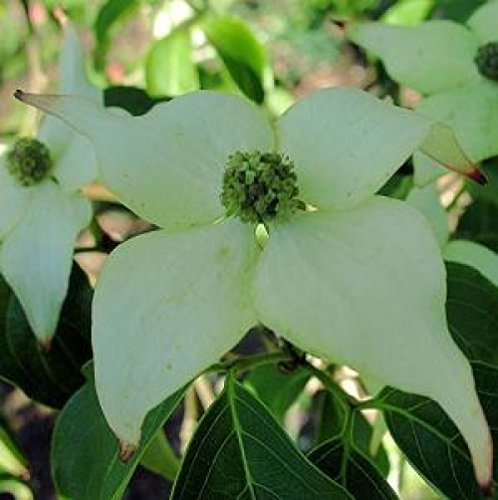 Cornus kousa chinensis 'Milky Way' 40–60 cm – Winterhart & Mehrjährig & Pflegeleicht – Chinesischer Blumen-Hartriegel – Ziergehölz für Garten & Vorgarten