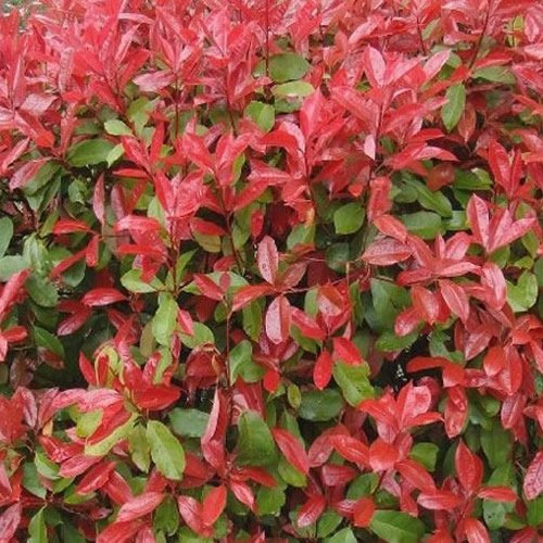 GardenersDream Photinia Red Robin - All Year Round Colourful Christmas Berry Ornamental Tree - Garden Ready Evergreen Hedging Plant - Captivating Flowering Shrub for Garden (9cm pots, 5 Plants)