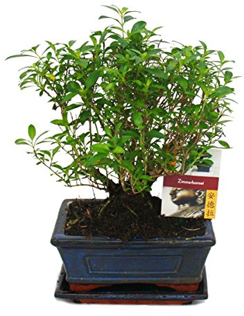 Bonsai - Serissa - Junesnow - Ball shape - approx. 6 years