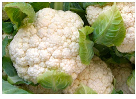 PREMIER SEEDS DIRECT CAULIFLOWER - SNOWCROWN - 500 SEEDS - ORGANIC
