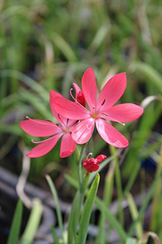 WASSERPFLANZEN WOLFF - 2er-Set - Schizostyles coccinea - Hesperantha coccinea- Spaltgriffel - Sumpfgladiole, rosa-rot, weiß - im 9er Topf