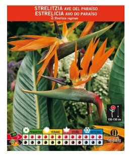 Batlle – Semi di Fiori – Strelitzia Uccello del Paradiso
