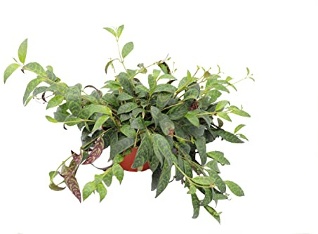 Black Pagoda (Lipstick Plant) - 6'' from California Tropicals