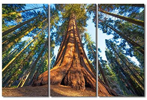 Leinwand-Wandkunst für Schlafzimmer, riesiger Sequoia-Baum bei Sonnenuntergang, Wandkunst für Wohnzimmer, US Sequoia Park, Wandkunst, Dekor, Baum des Lebens, modernes Kunstwerk für Zuhause, Wände,